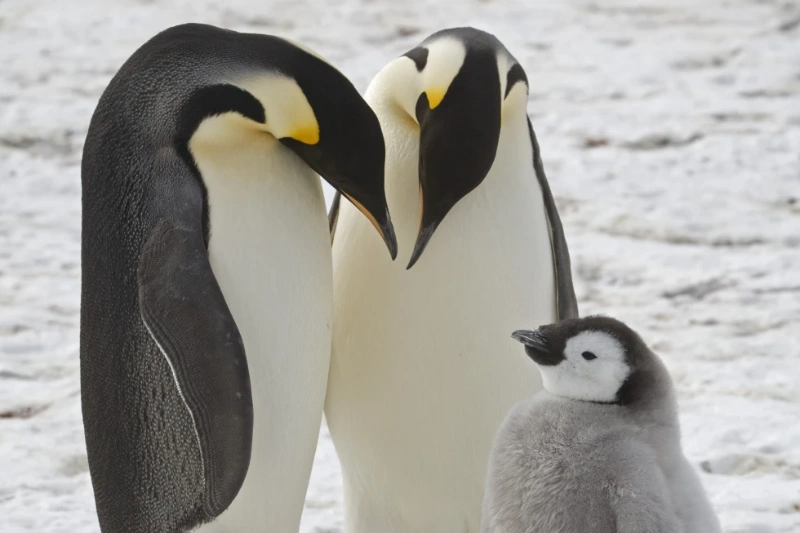 Satellite Images Reveal Emperor Penguin Population Decline in Antarctica Satellite Images Reveal Emperor Penguin Population Decline in Antarctica